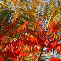 Rhus typhina automne (3)